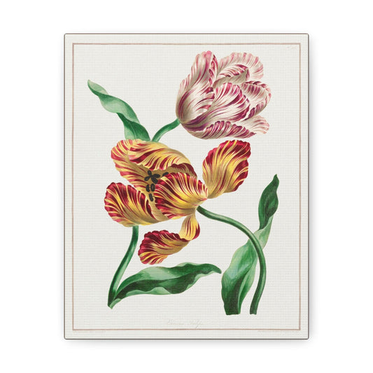 Various Tulips (1791) by John Edwards - Canvas Gallery Wraps