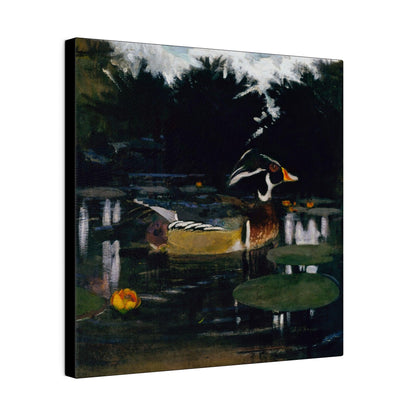 Male Wood Duck in a Forest Pool ca.1905 to 1909 painting by Abbott Handerson Thayer and Richard S. Meryman Matte Canvas Stretched 0.75