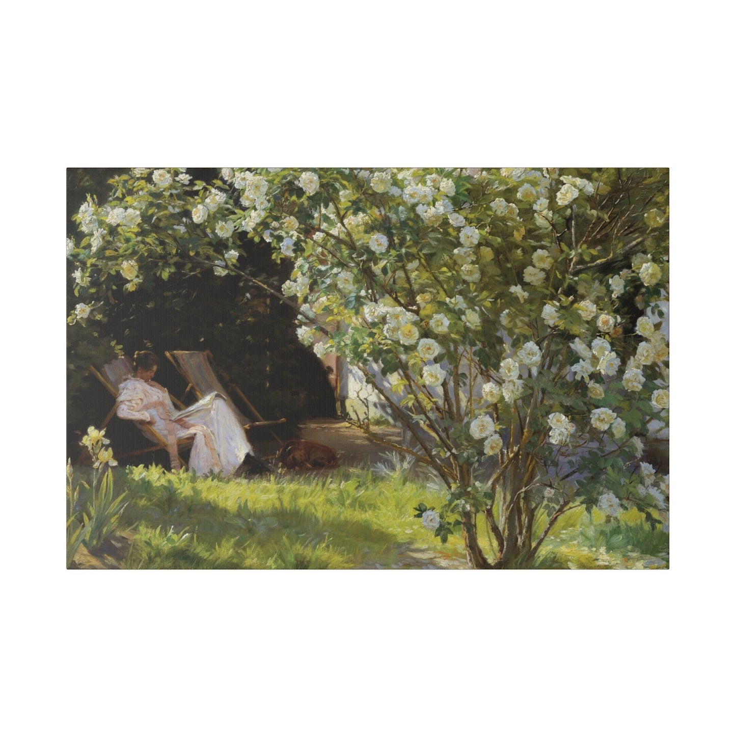 P.S. Krøyer - Roses. Marie Krøyer seated in the deckchair in the garden by Mrs Bendsen's house - Matte Canvas, Stretched, 0.75"