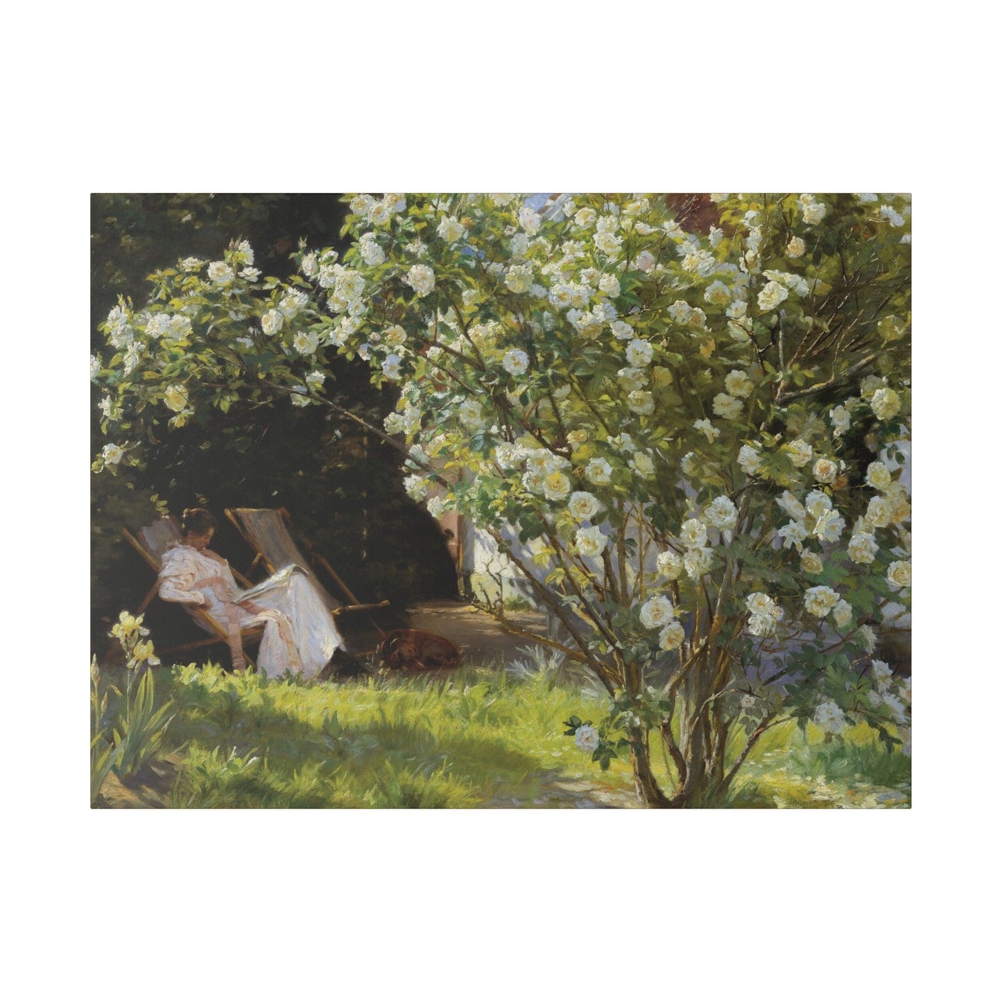 P.S. Krøyer - Roses. Marie Krøyer seated in the deckchair in the garden by Mrs Bendsen's house - Matte Canvas, Stretched, 0.75"